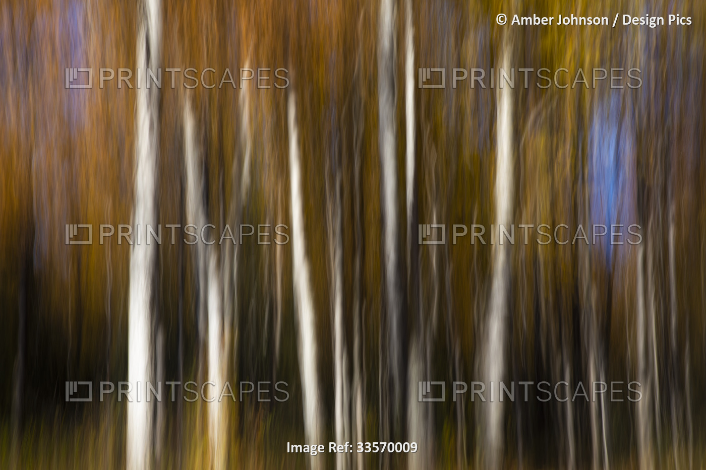 Aspen/birch trees with fall colors displayed on a long exposure create an ...
