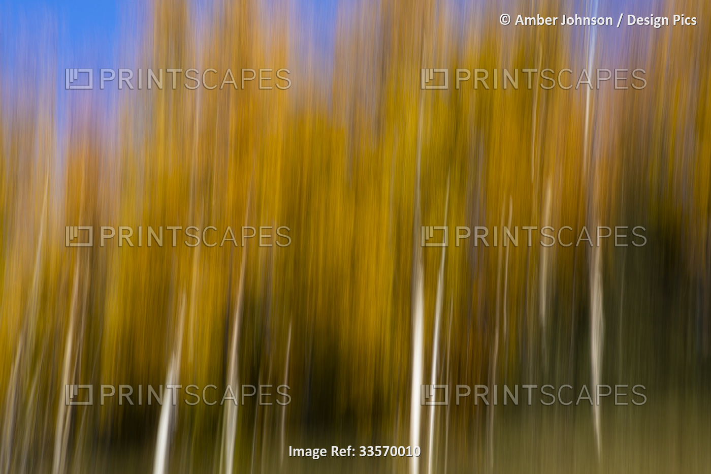 Aspen/birch trees with fall colors displayed on a long exposure create an ...