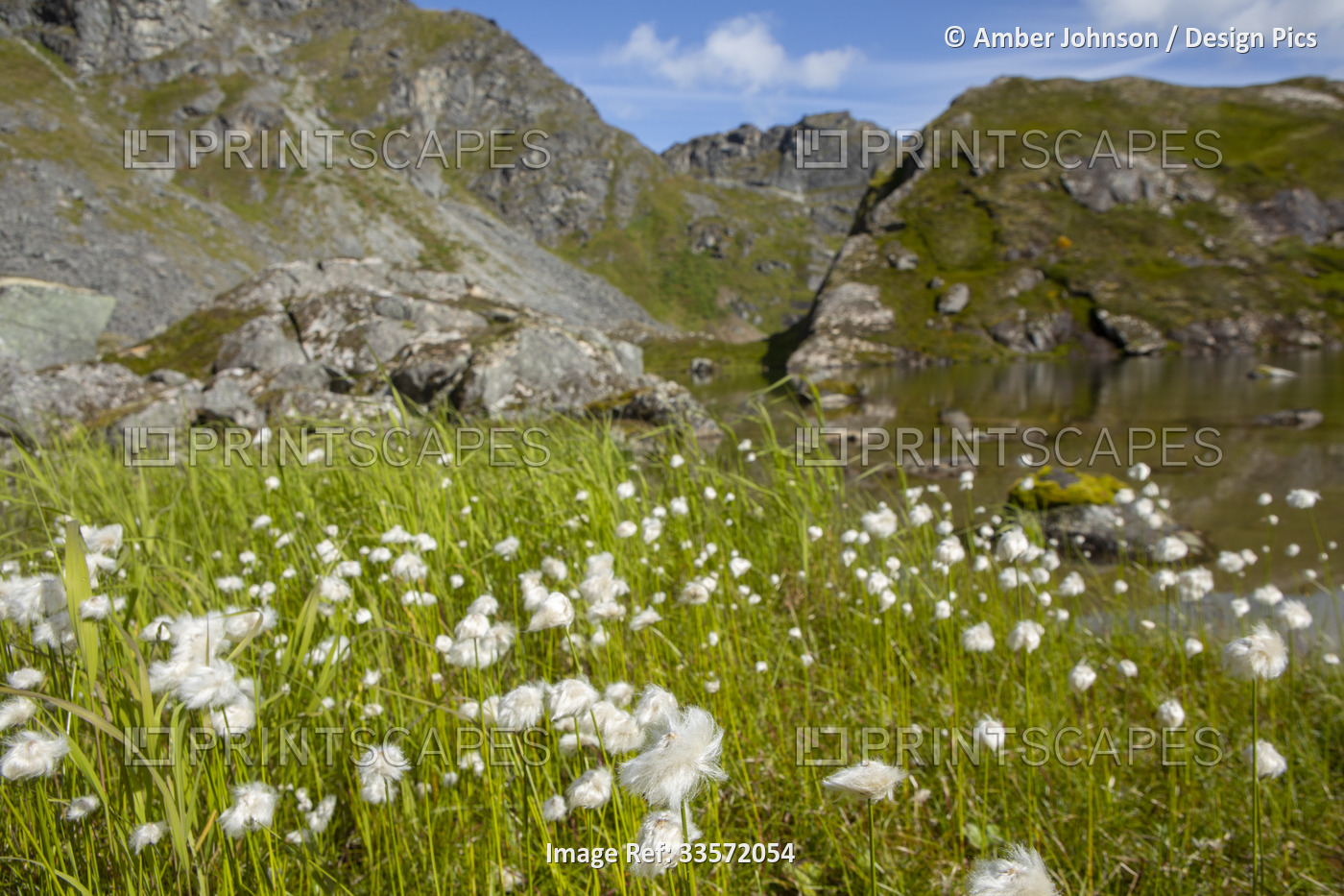 Close-up of Alaska Cotton (Eriophorum scheuchzeri) growing wild in the ...