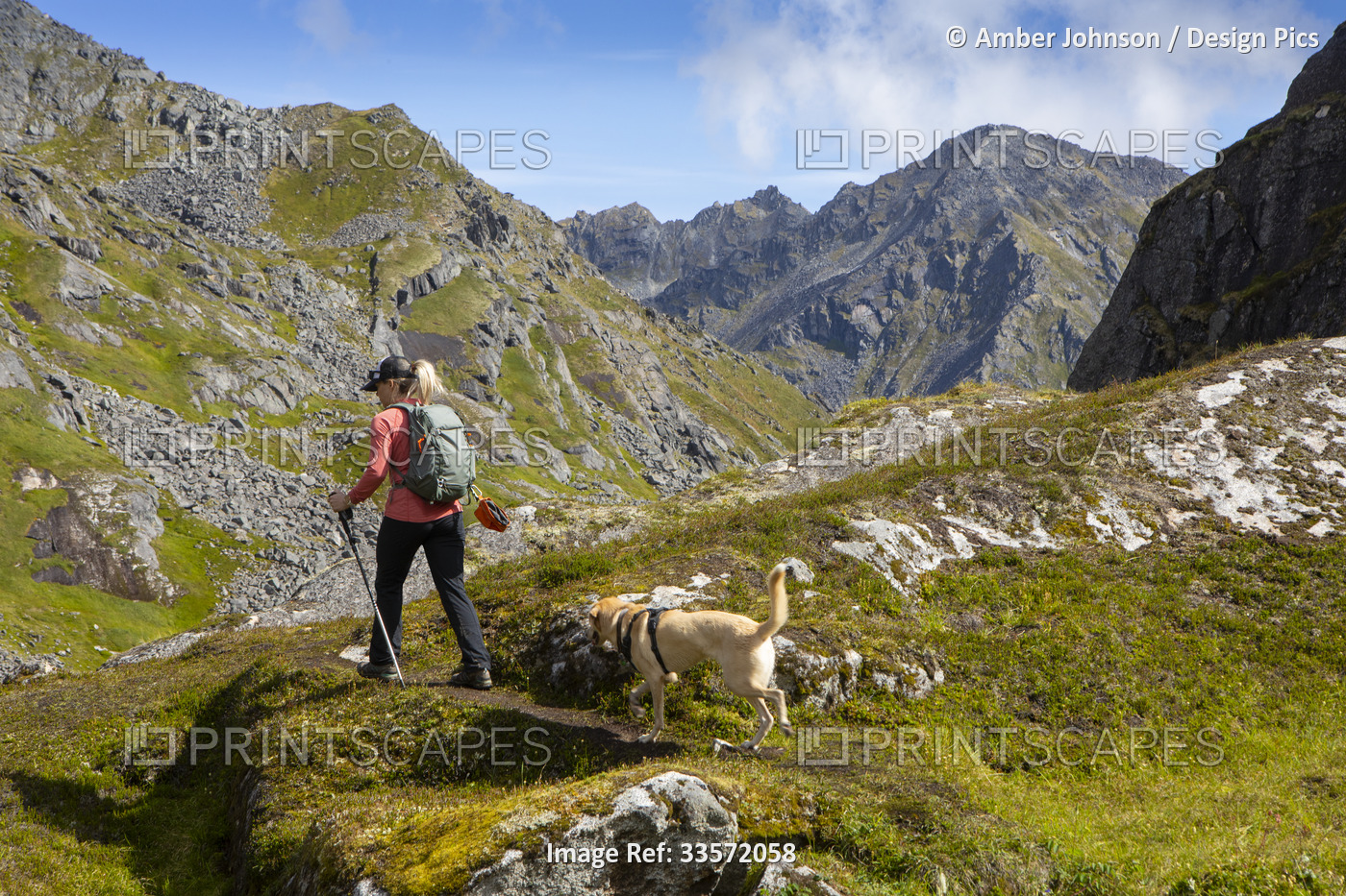 View taken from behind of a Caucasian woman hiking with her yellow sled dog ...