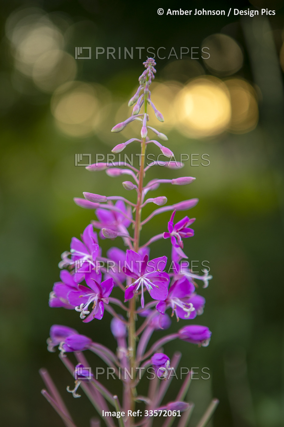Close-up of fireweed (Chamaenerion angustifolium) in full bloom with sunset ...
