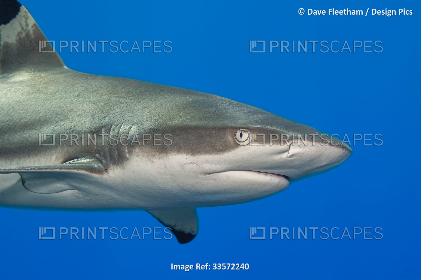 Close look at the front end of a Blacktip reef shark (Carcharhinus ...
