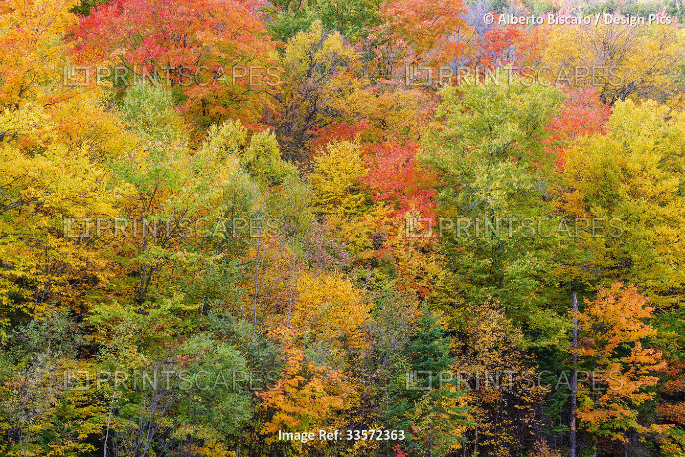 Vibrant autumn colours in the Laurentians of Quebec, Canada; Quebec, Canada