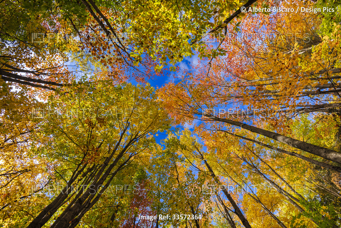 Looking up to the treetops with vibrant autumn colours in the Laurentians of ...