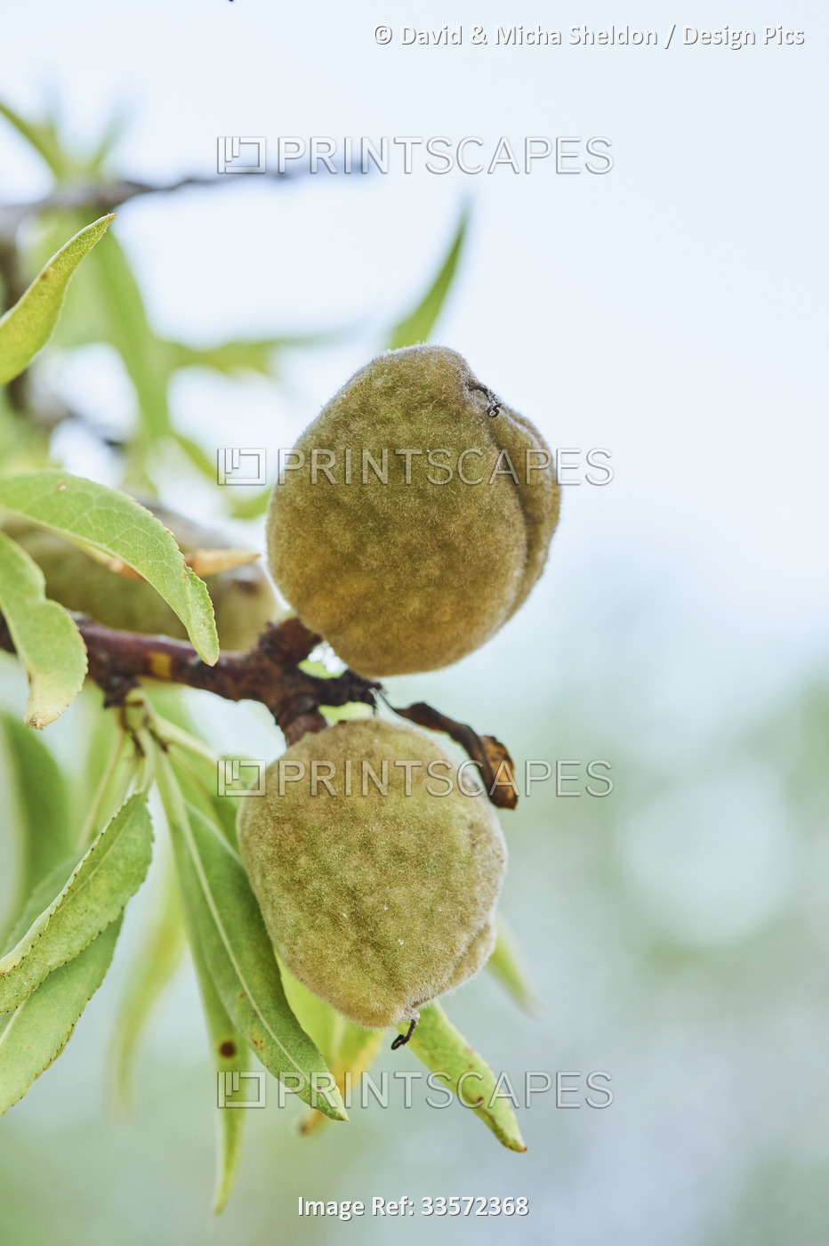 Close-up detail of an almond (Prunus amygdalus, syn. Prunus dulcis) nut in its ...