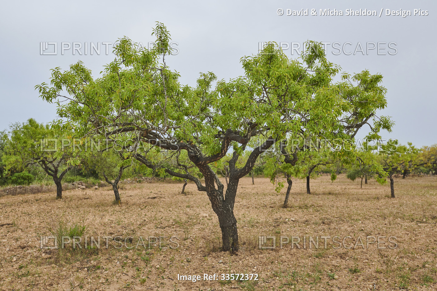 Almond (Prunus amygdalus, syn. Prunus dulcis) trees on a field; Catalonia, Spain