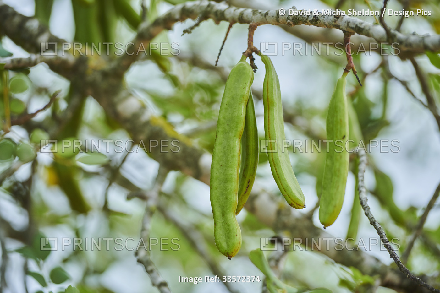 Carob (Ceratonia siliqua) fruits hanging on a tree; Catalonia, Spain