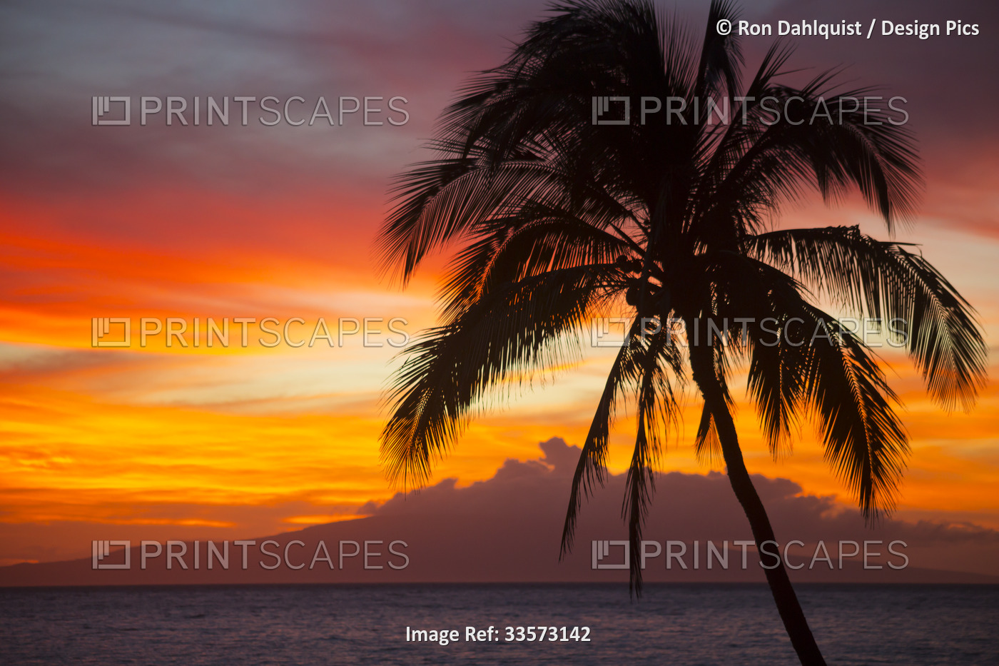 Colorful, tropical sunset over the Pacific Ocean with silhouette of a palm tree ...