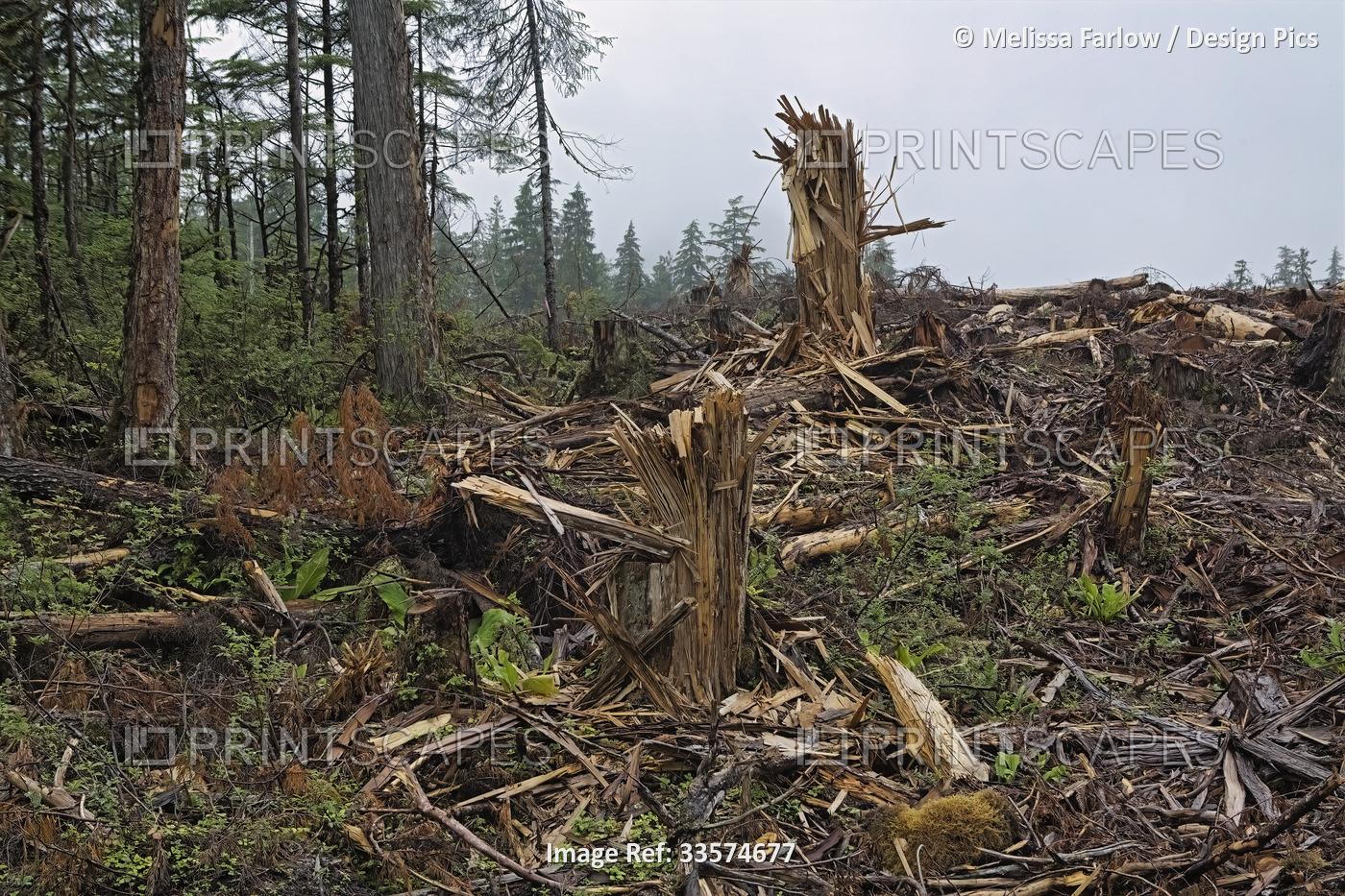 Shredded tree trunks stand on the edge of a clear cut forest near Thorne Bay on ...