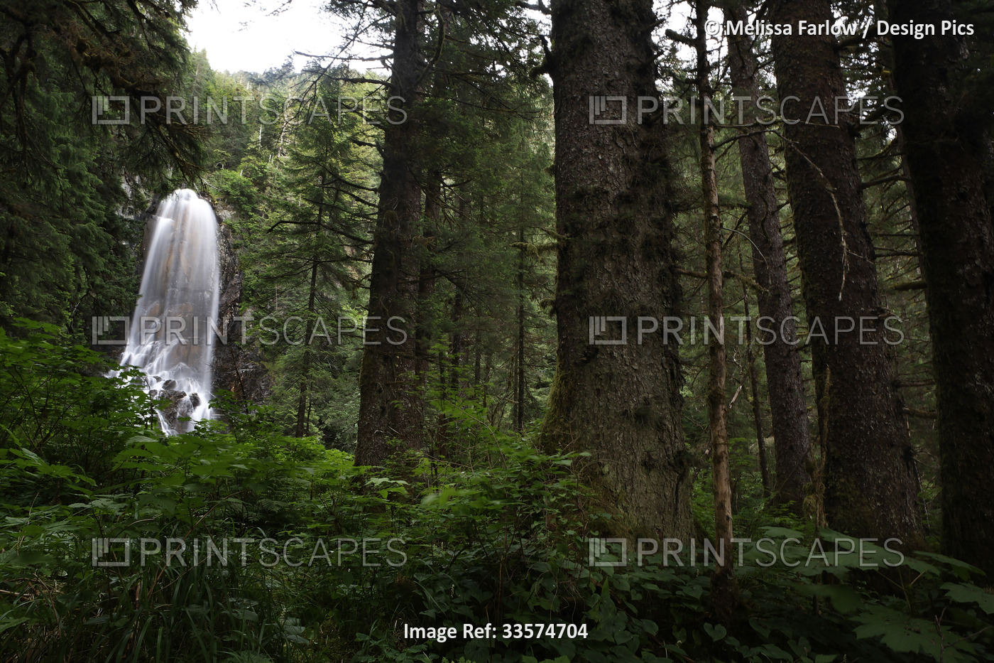 Old growth forest hemlock and spruce trees stand tall beside a 100-foot ...
