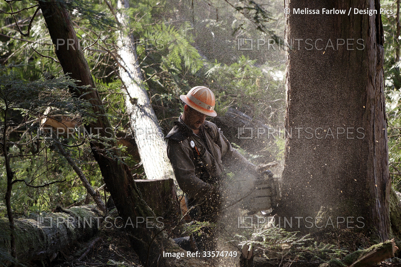 A timber faller works alone with a chain saw in the forest cutting trees one by ...