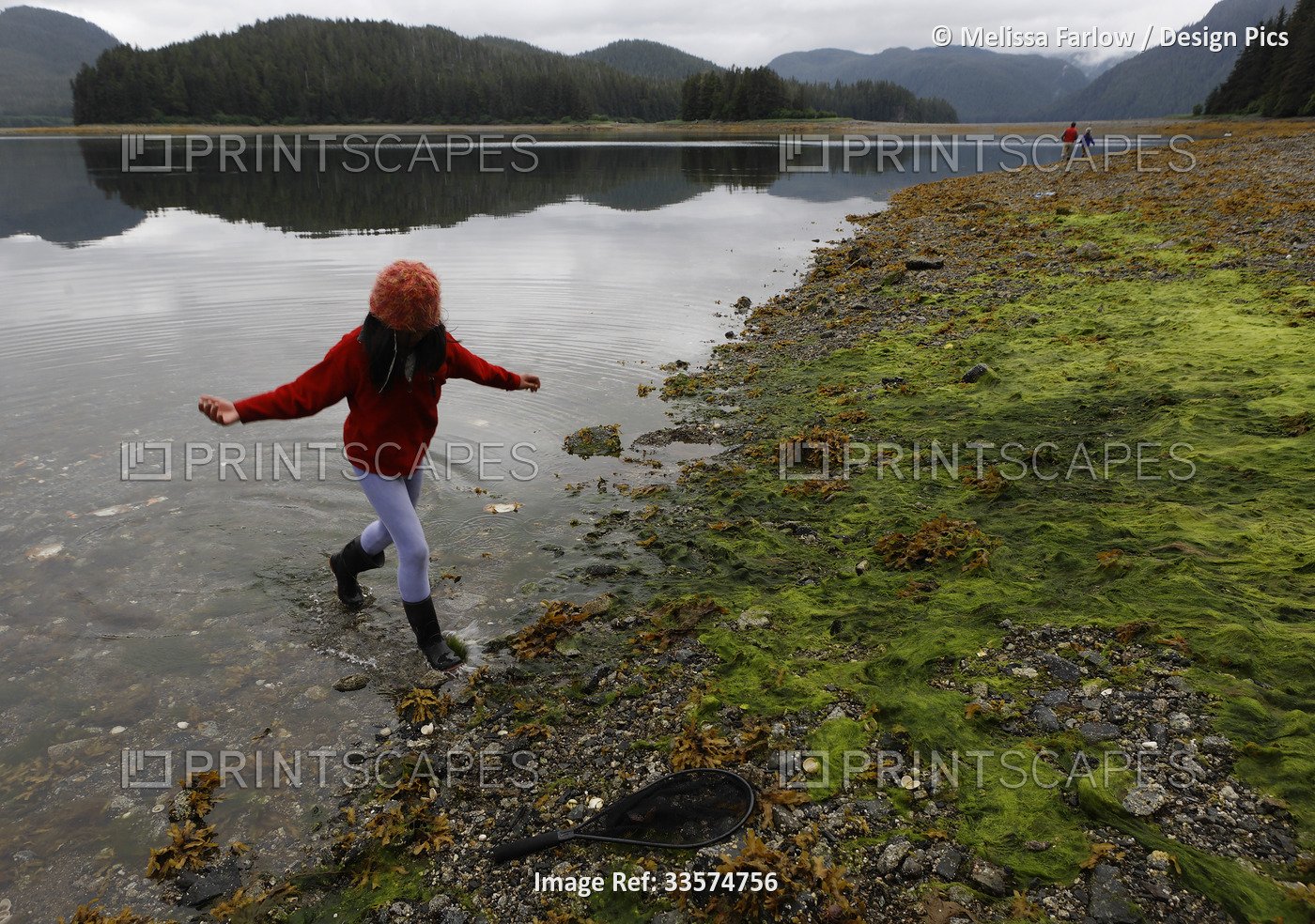 A young girl walks in the water towards the moss-covered beach at low tide ...