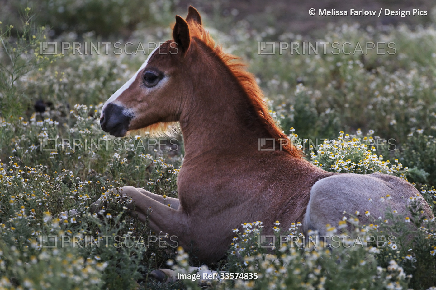 Protected foal rests in a bed of chamomile flowers at a Wild Horse Sanctuary; ...