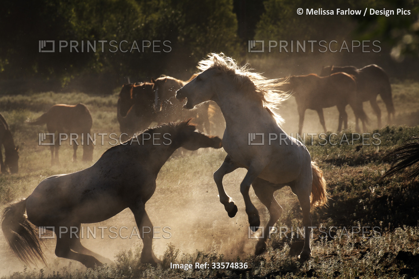 Mustang fights a roan stallion at the Wild Horse Sanctuary; Shingletown, ...