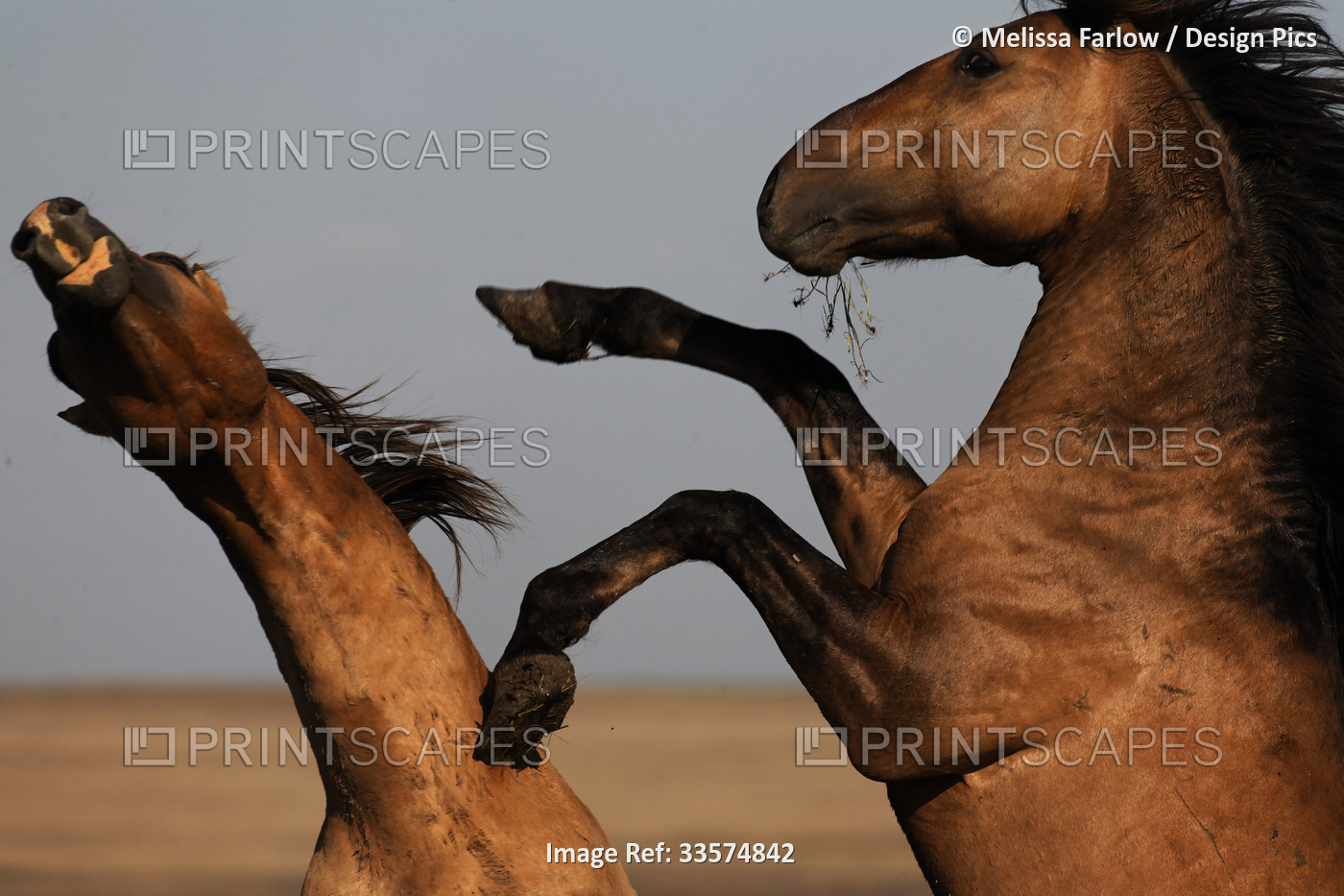 Stallions battle for mares during the foaling season; Lantry, South Dakota, ...