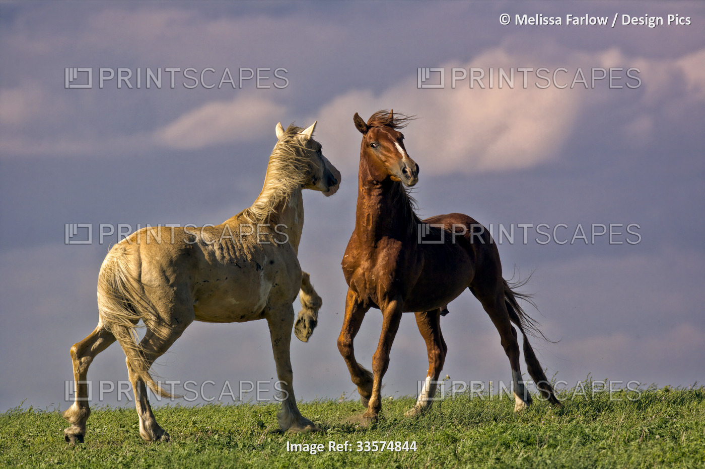 Wild horses in a confrontation. The Gila herd are of Spanish origin and came to ...