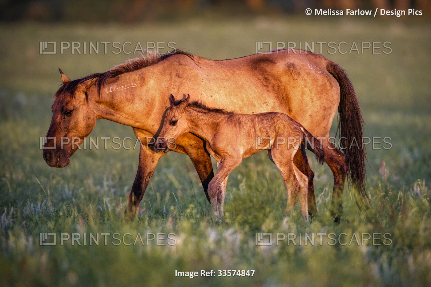 Horse and foal from the Gila herd, of Spanish origin and came to North America ...
