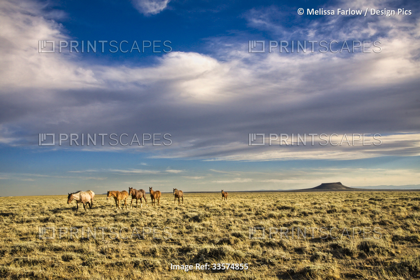 Horses and scenery along the Pilot Butte Wild Horse Scenic Loop Tour.  It is a ...