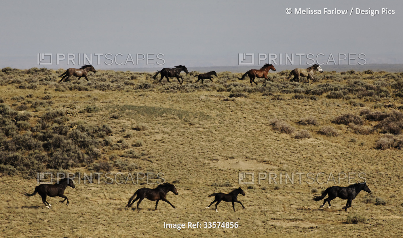 Harras of wild horses running on a field, Bureau of Land Management rounding up ...