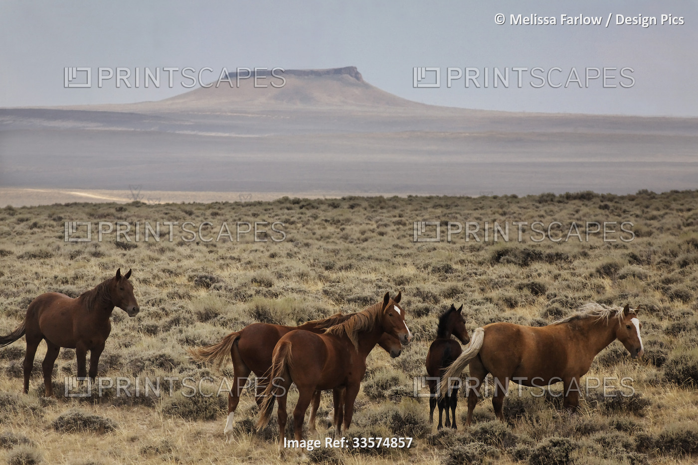 Band of wild horses roam the wide open spaces in western Wyoming; Wyoming, ...