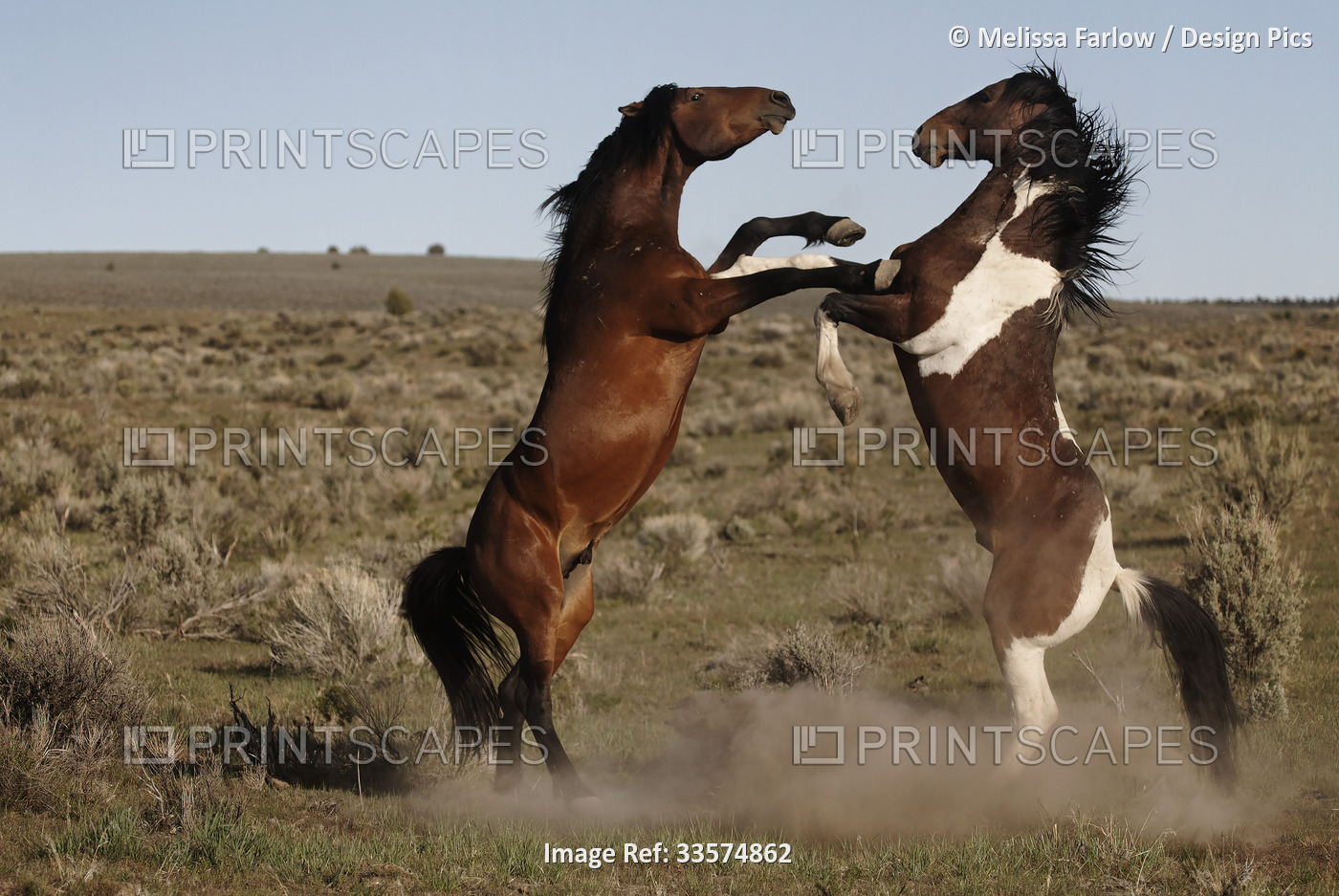 Stud challenging a paint stallion as they moved toward a water hole; ...