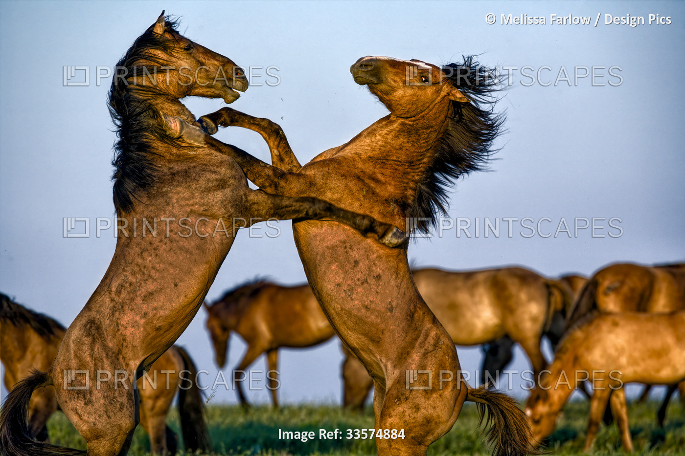 Mustang horses standing in a fighting stance. This Catnip herd were bred for ...