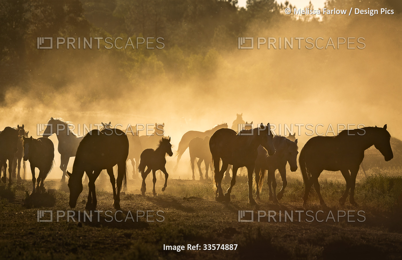 Herd of wild horses walking on a meadow in the morning mist glowing with ...