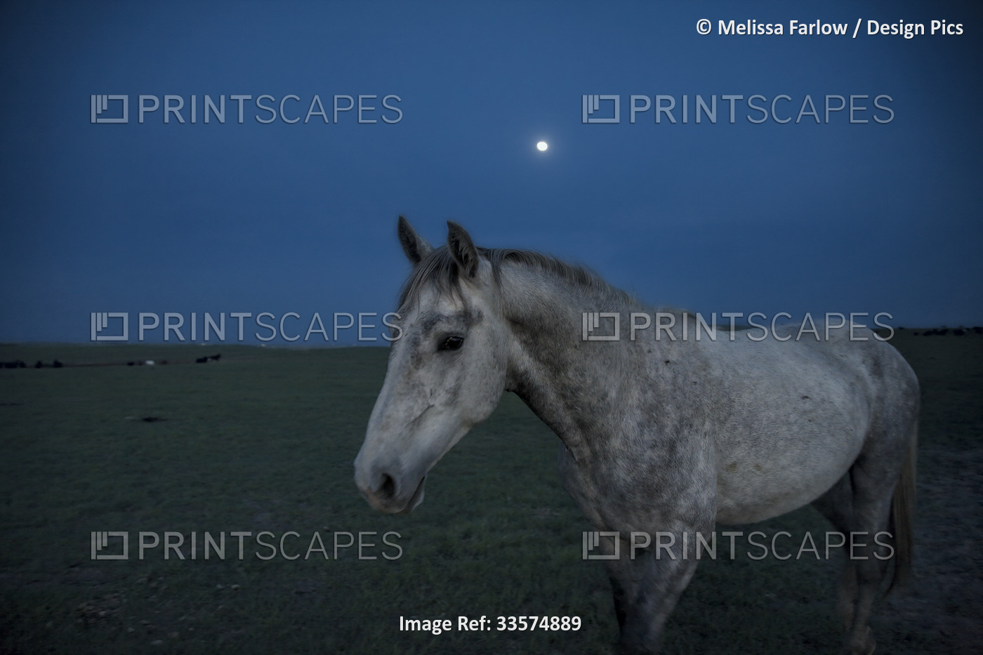 Wild horse on a vast field of a Wild Horse Sanctuary under a full moon, a horse ...