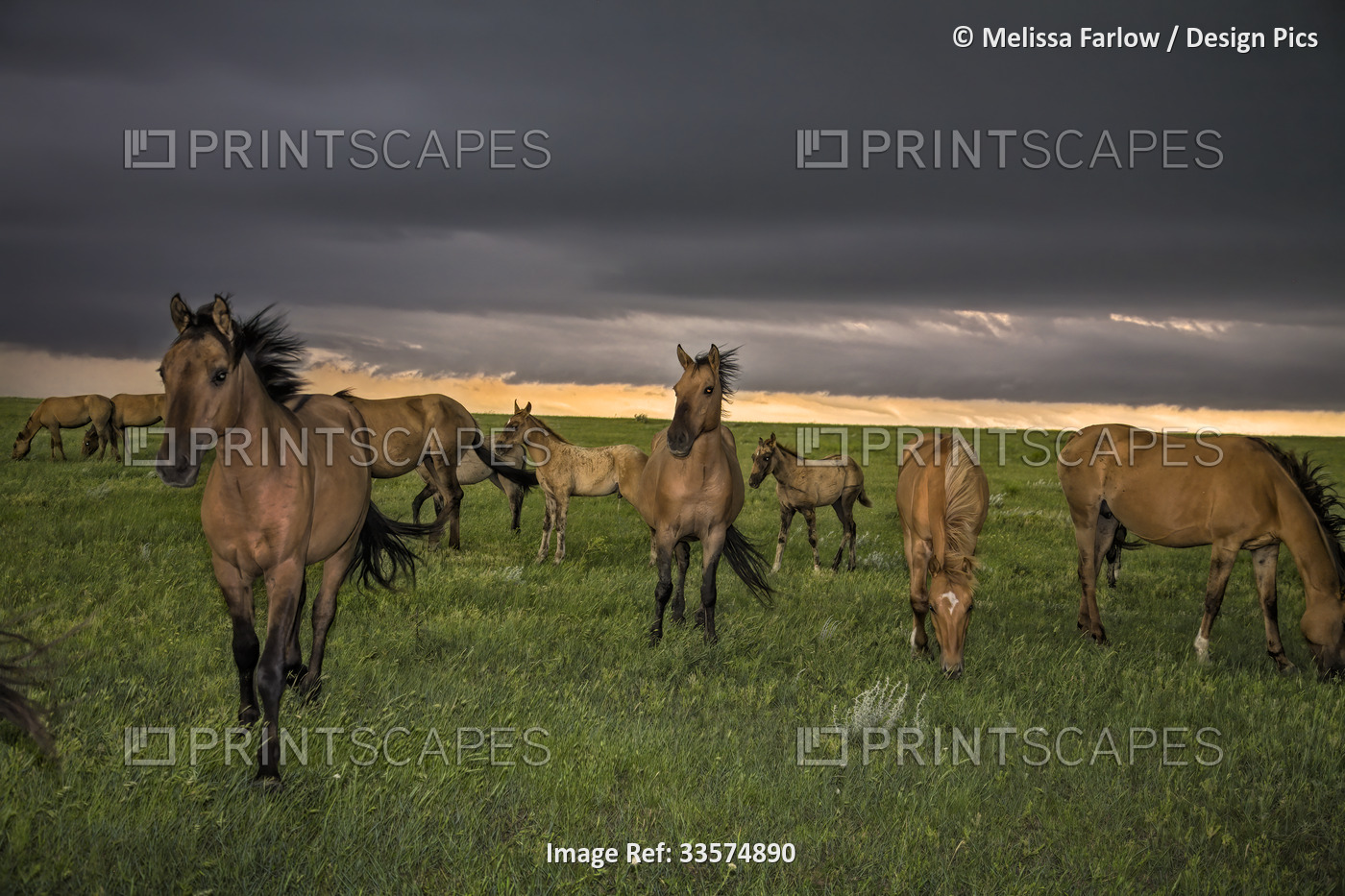 Horses and foals from the Gila herd, of Spanish origin and came to North ...