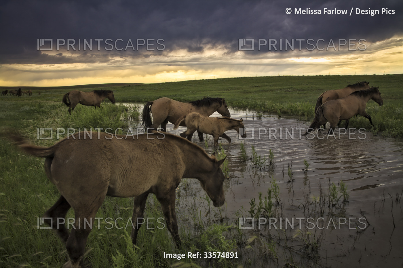 Herd of wild horses from the Gila herd crosses water to move away from a ...