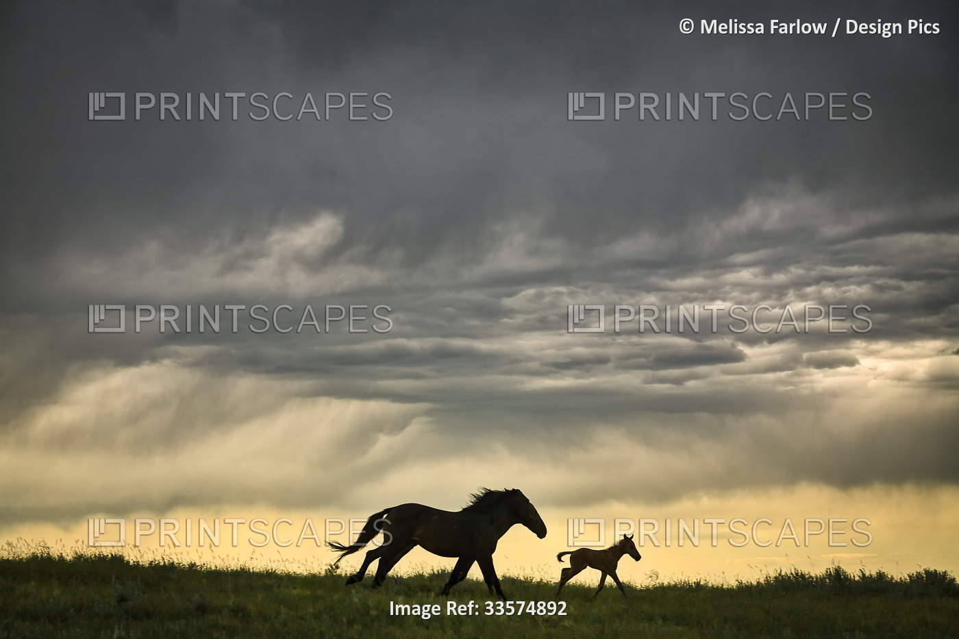 Horse and foal from the Gila herd walking across a meadow together under a ...