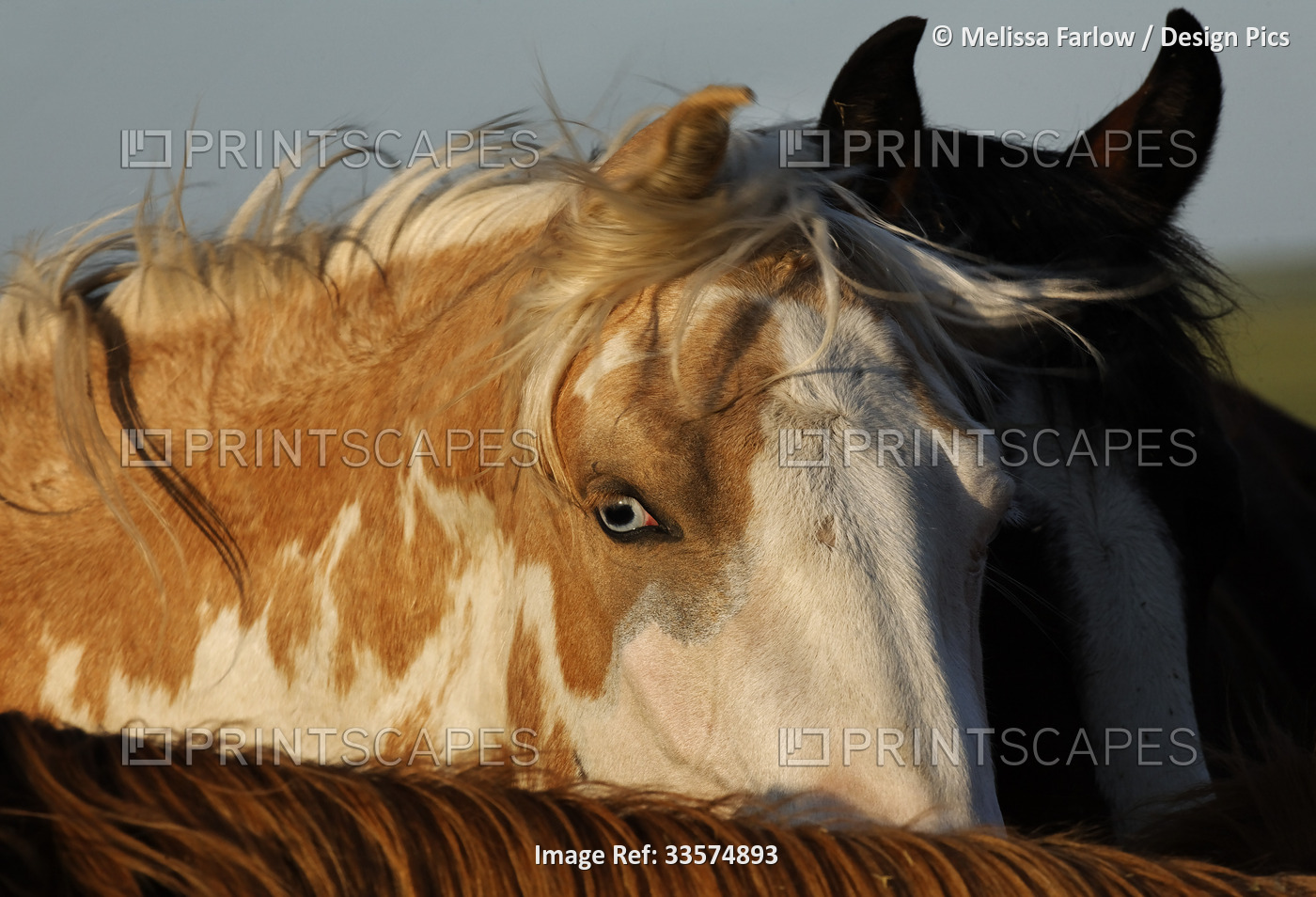 Wild mustang with blue eyes and piebald colouring of brown and white at a Wild ...