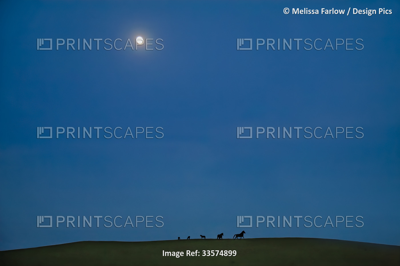 Wild horses on a vast field of a Wild Horse Sanctuary under a full moon, part ...