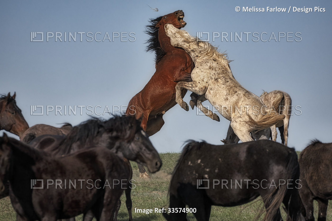 Mustang horses standing in a fighting stance, the White Sands herd from the ...