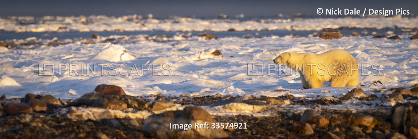 Panorama of polar bear (Ursus maritimus) standing on tundra; Arviat, Nunavut, ...