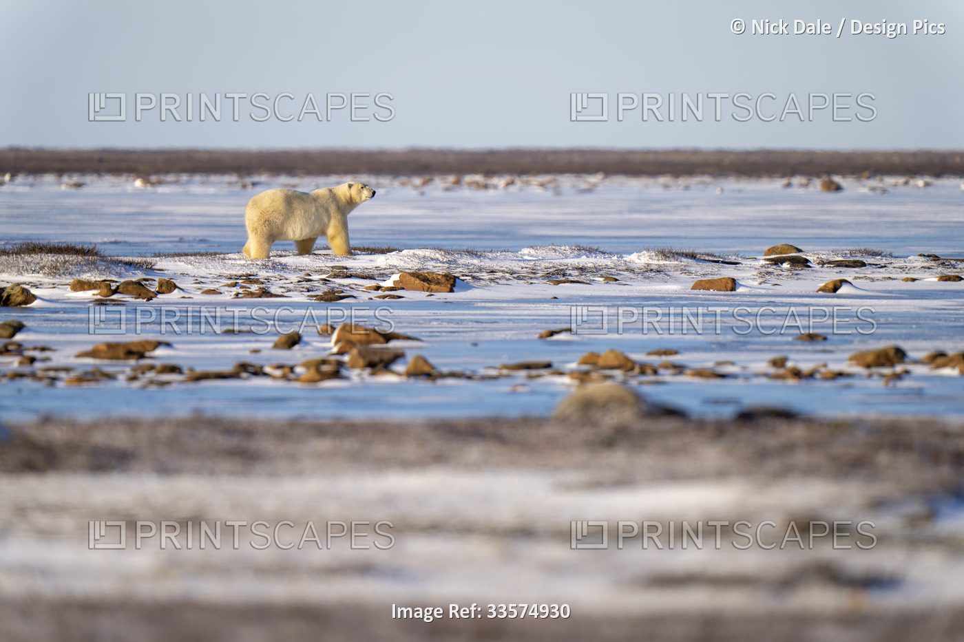 Polar bear (Ursus maritimus) stands on tundra amongst rocks; Arviat, Nunavut, ...