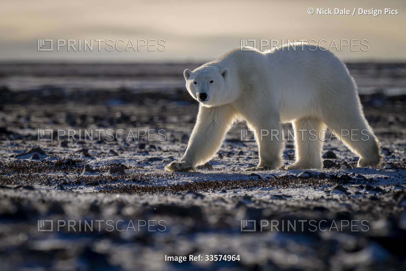 Polar bear (Ursus maritimus) walks across tundra watching camera; Arviat, ...