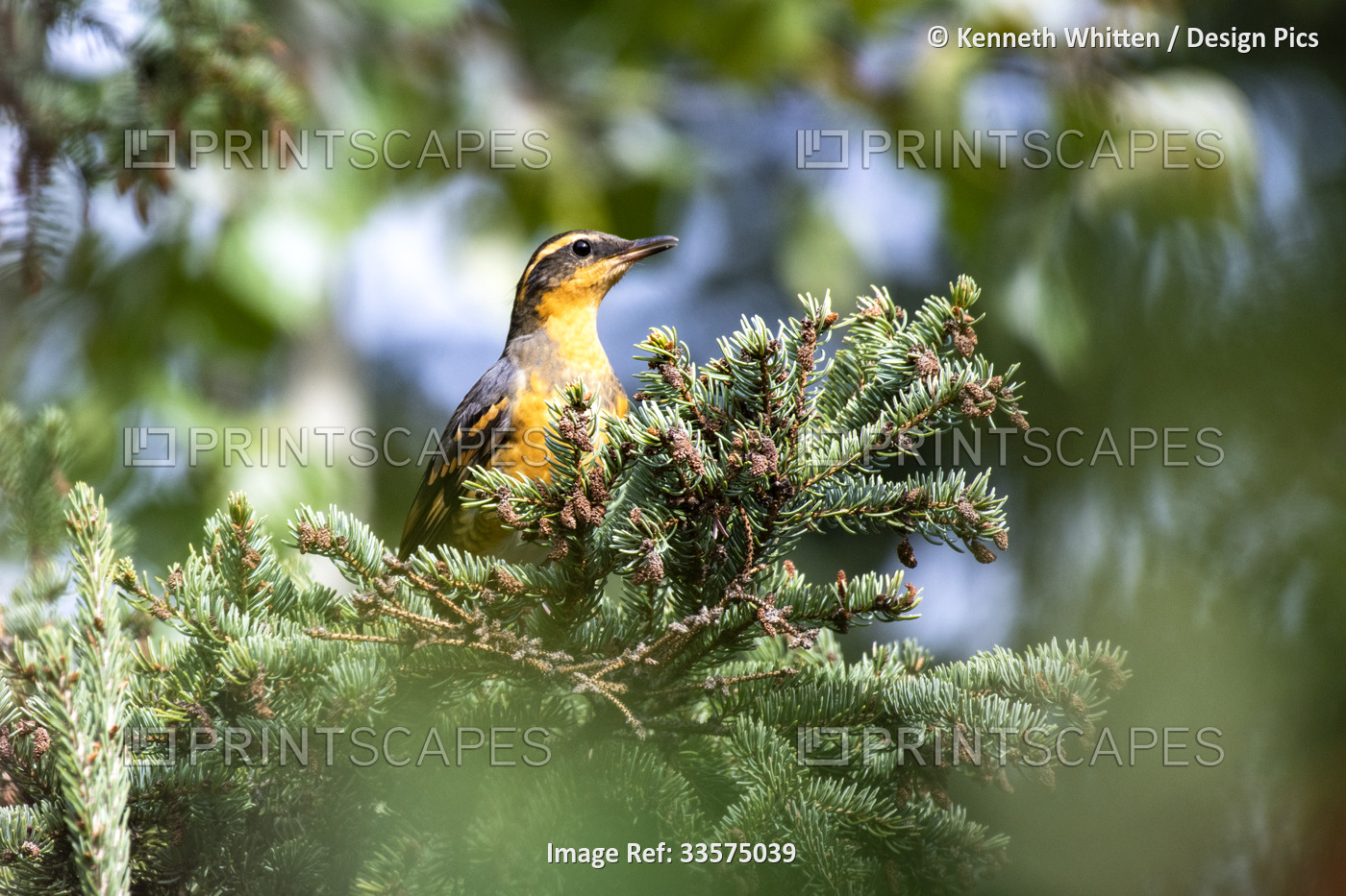 Brightly coloured Varied Thrush (Lxoreus naevius) perched in a spruce tree; ...