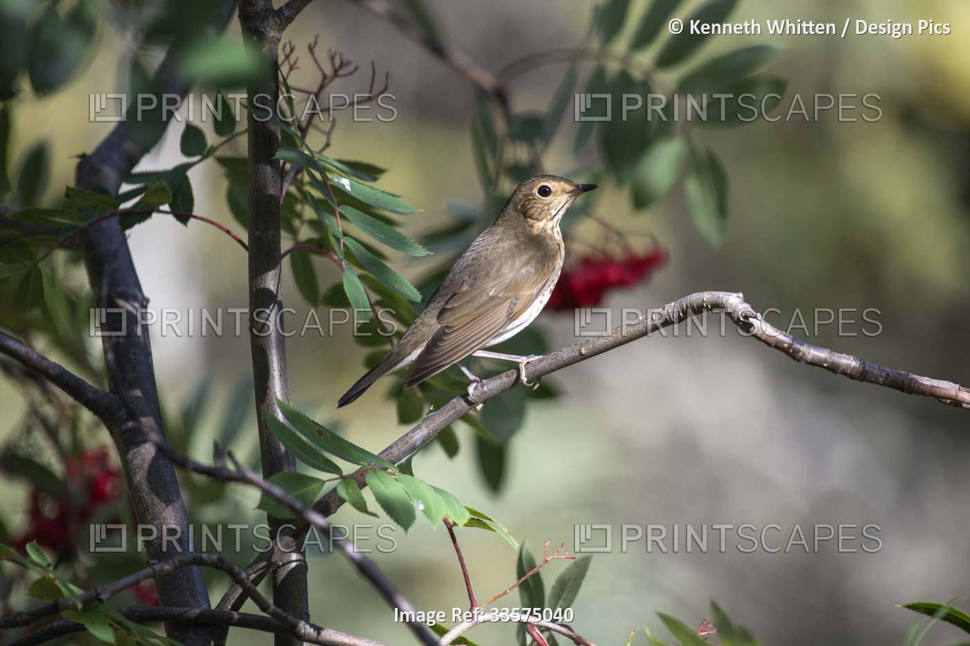 Swainson's Thrush (Catharus ustualtus) perched in a Mountain Ash tree; ...