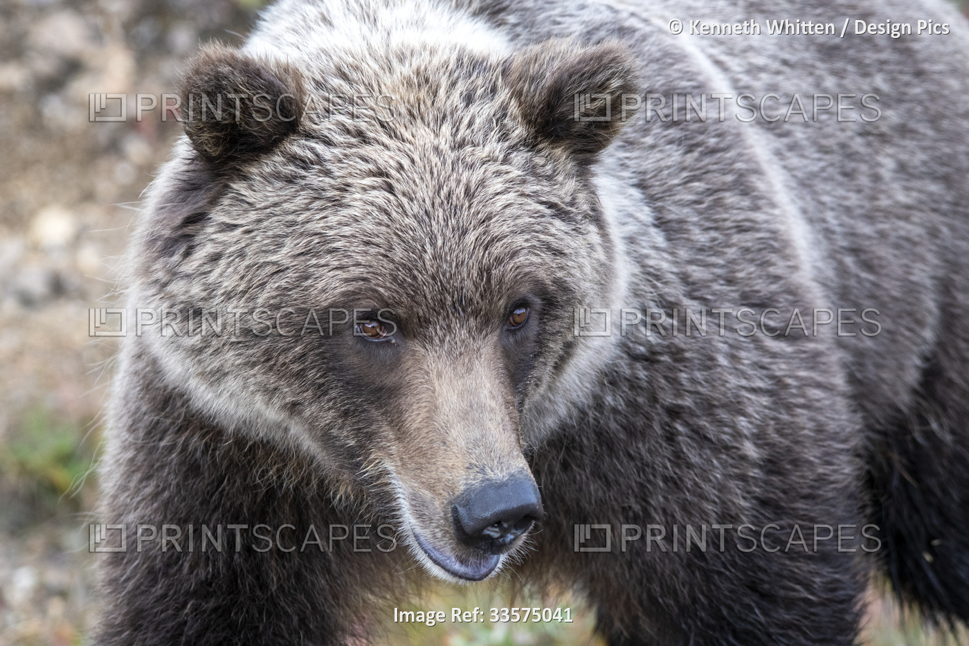 Close-up of a Grizzly Bear (Ursus arctos horribilis) in Denali National Park ...