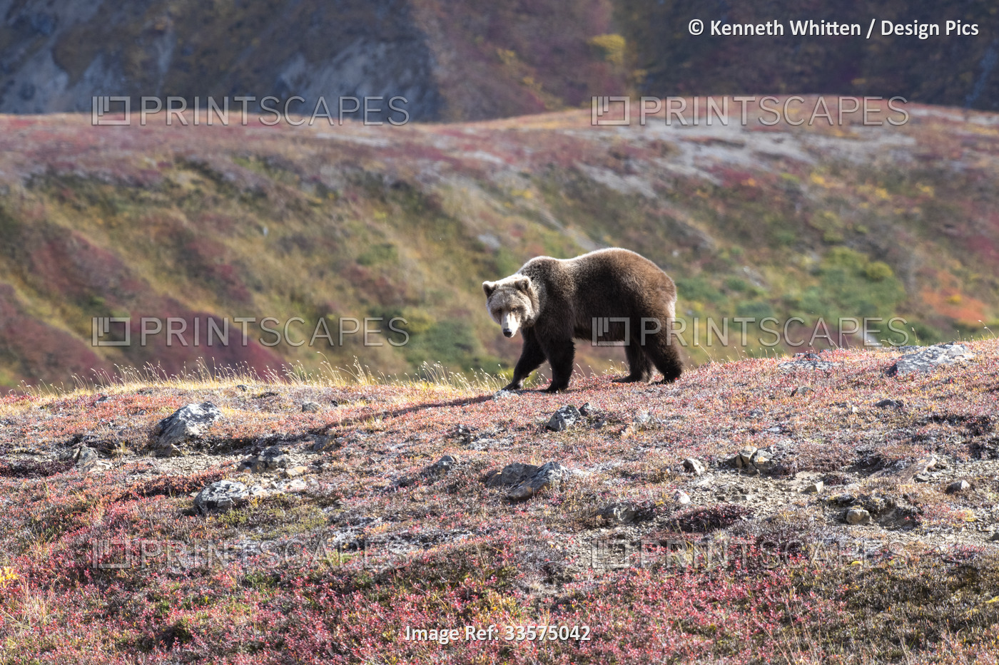 Grizzly Bear (Ursus arctos horribilis) walking through autumn coloured ...