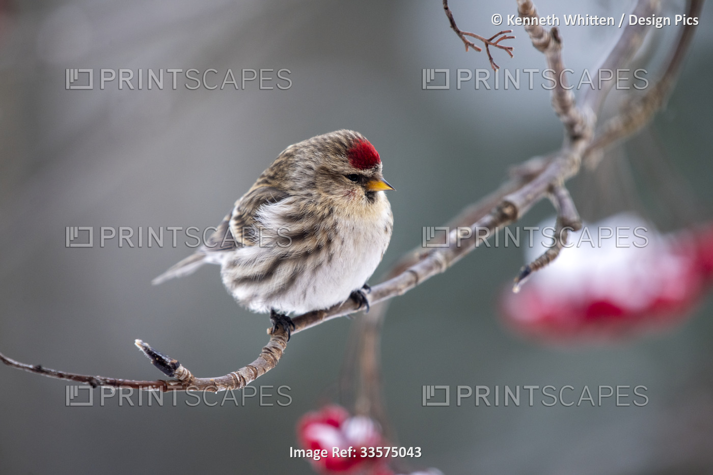 Common Redpoll (Acanthis flammea) perched on a branch; Fairbanks, Alaska, ...