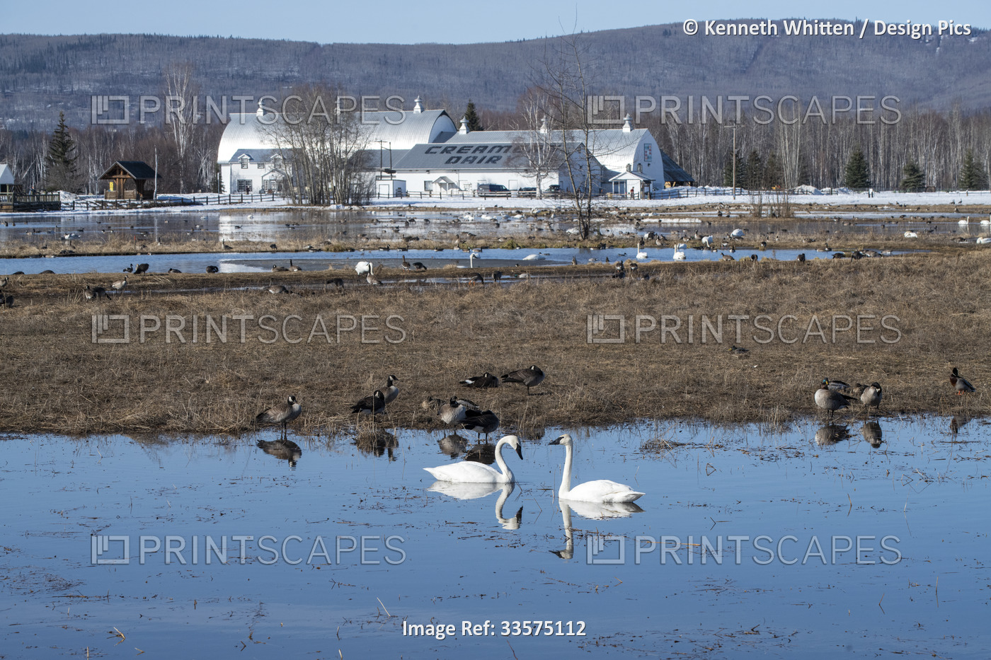 Trumpeter Swans (Cygnus buccinator) and other waterfowl at Creamer's Field ...