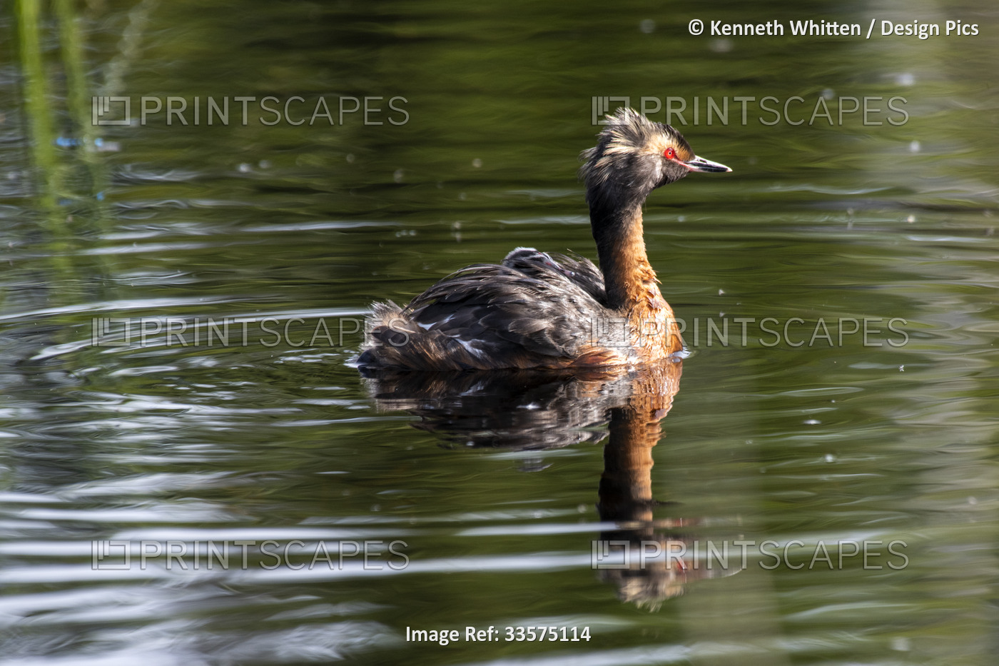 Horned Grebe (Podiceps auritus) with a chick riding on its back swimming in a ...
