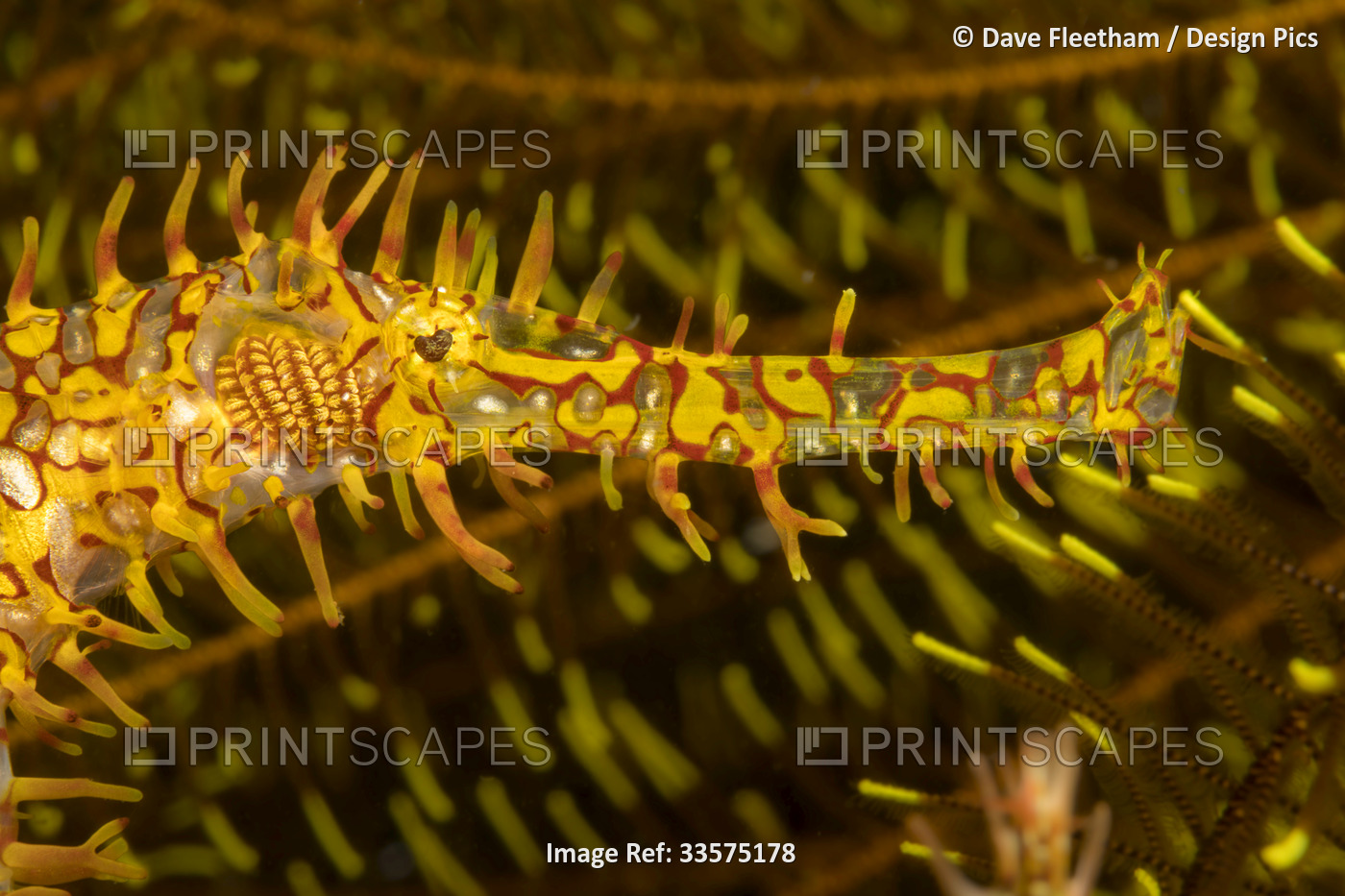 This Ornate ghost pipefish is also known as a Harlequin ghost pipefish ...