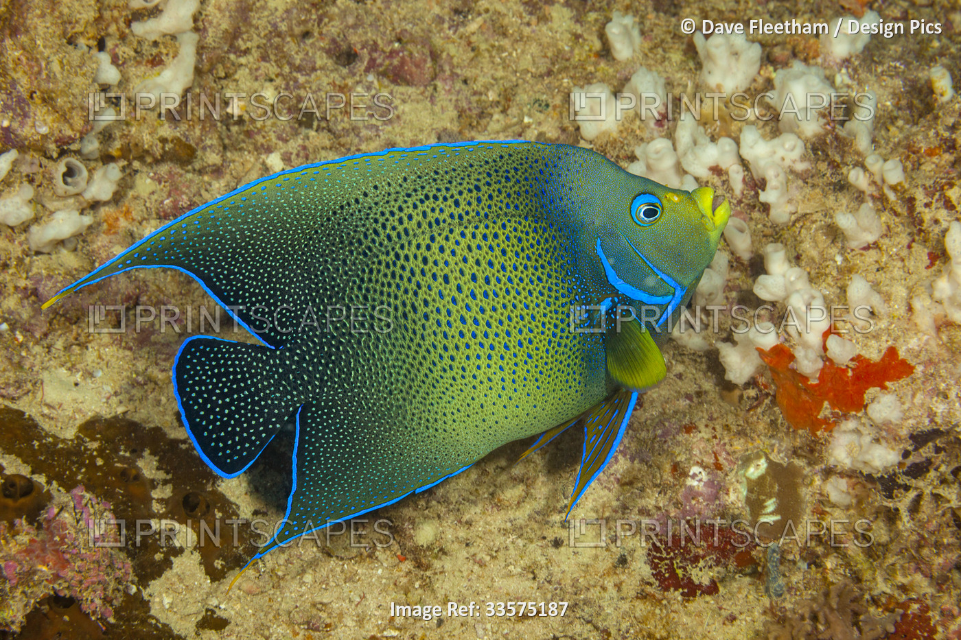 Semicircle angelfish (Pomacanthus semicirculatus) are a solitary reef fish ...