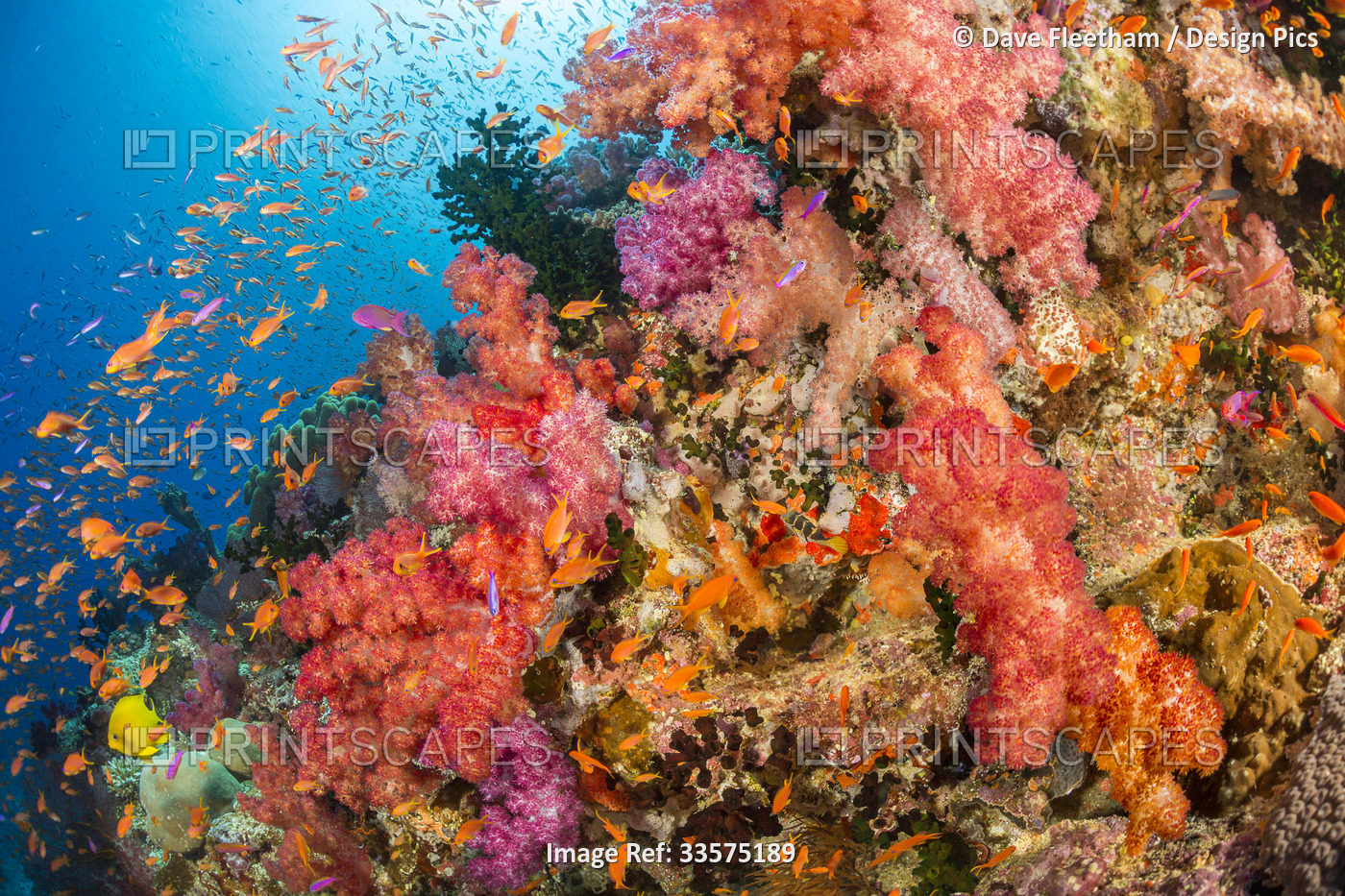 Alconarian coral with schooling anthias dominate this Fijian reef scene; Fiji