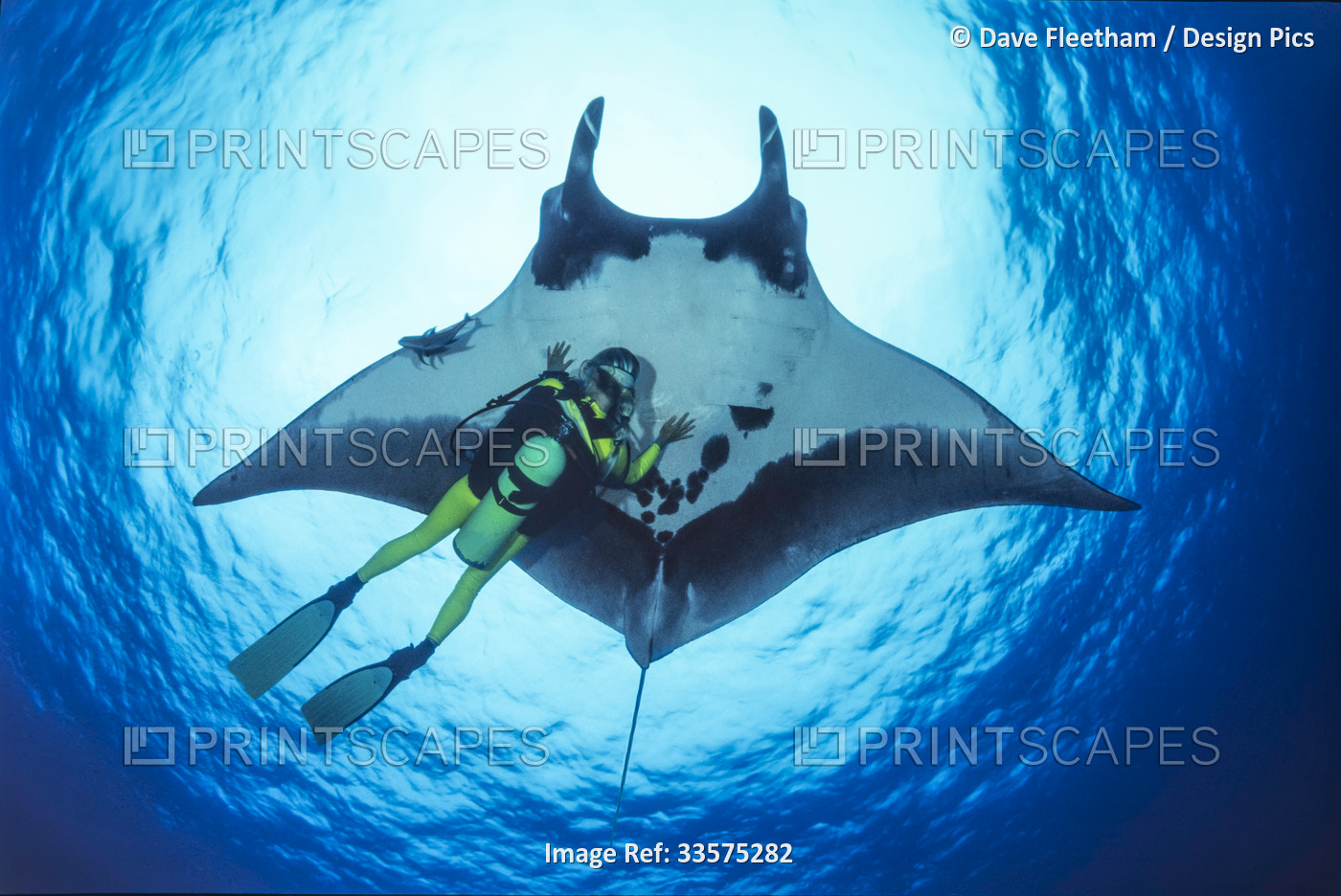 Pelagic manta ray (Manta birostris) glides over a diver off the island of San ...