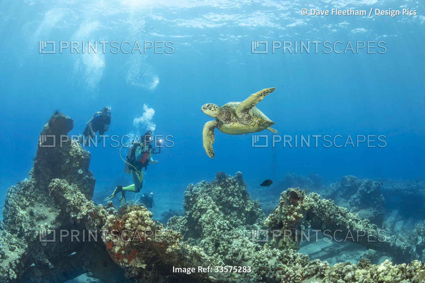 Green sea turtle (Chelonia mydas) and divers over the remains of Mala Wharf off ...