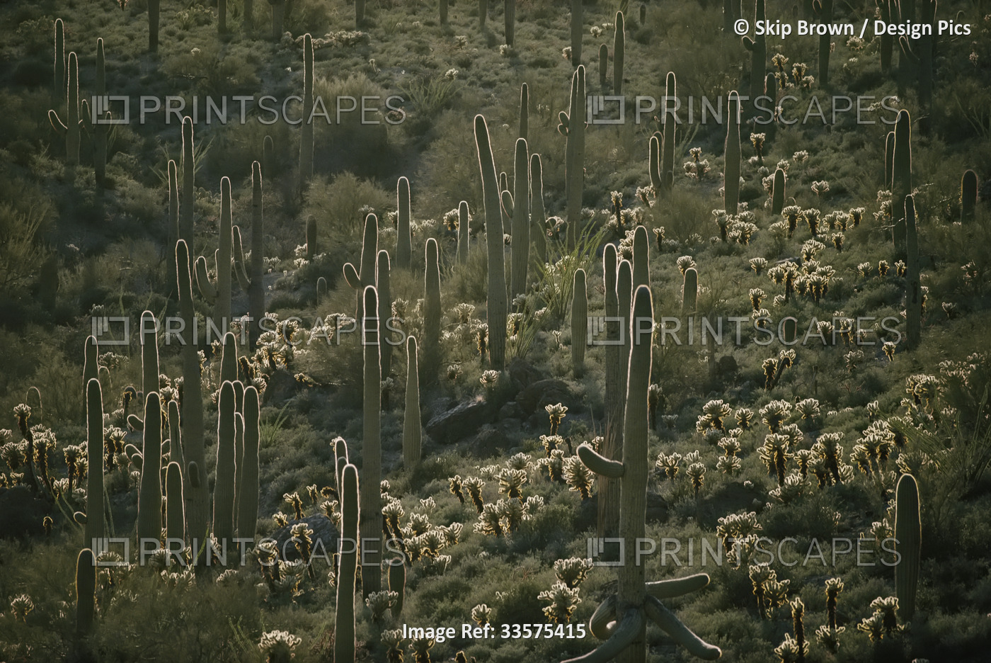 Cacti near Tucson, Arizona.; TUCSON, ARIZONA.